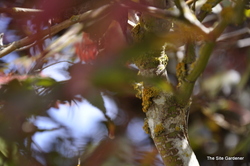 Acer palmatum 'Bloodgood' — photo 4